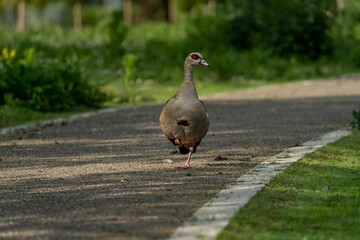 Fototapeta premium Scenic view of a goose walking on a green park on a sunny day