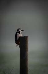 Vertical of a great spotted woodpecker (Dendrocopos major) perched on a wooden post