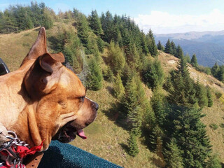 American staffordshire terrier dog in a mountain landscape looking at fir trees - 767979900