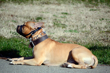 American staffordshire terrier dog lying down