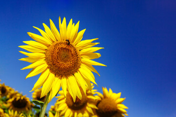 Agricultural field with yellow sunflowers against the sky with clouds.Sunflower field.Gold sunset. Sunflower closeup.Agrarian industry. Photo of cultivation land.flowers image