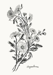 Hand drawn ink brush painting of chrysanthemum flowers, branches with leaves and buds
