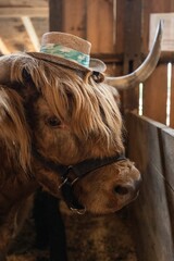 Long-haired brown steer contained in a wooden fence wearing a hat