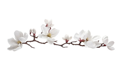 white magnolia flowers isolated on transparent background cutout - obrazy, fototapety, plakaty