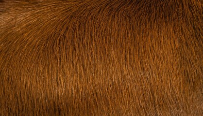 Close-up of a cows mane, showcasing its deep brown coat