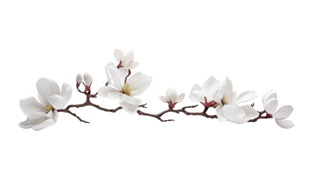 white magnolia flowers isolated on transparent background cutout