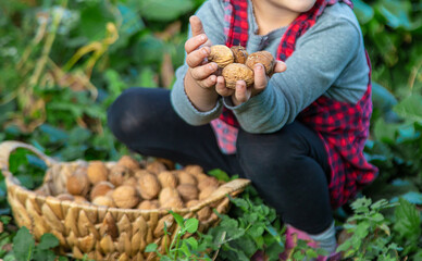 A child harvests nuts in the garden. Selective focus.