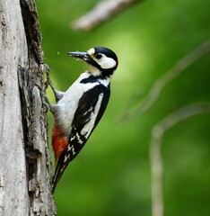 Closeup of a Great spotted woodpecker on the tree with a blurred background