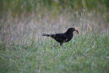 Closeup of a black bird standing on the grass with insects in its beak