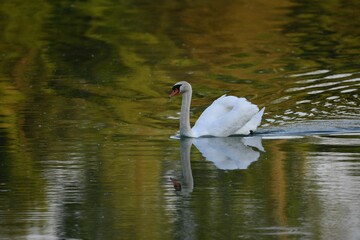 Majestic white swan peacefully glides across a tranquil body of water