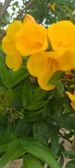 Fototapeta na wymiar yellow flower 