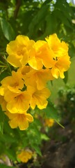yellow flowers
