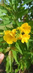 Fototapeta premium yellow flower