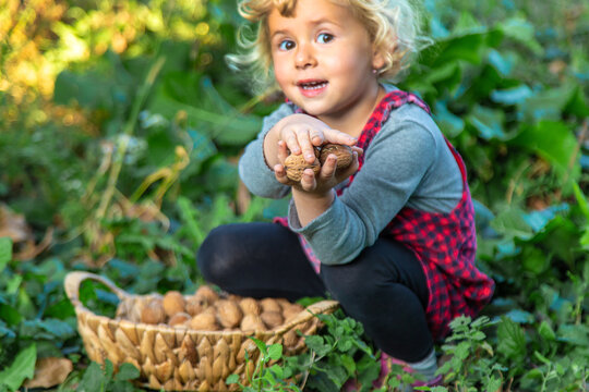 A child harvests nuts in the garden. Selective focus.