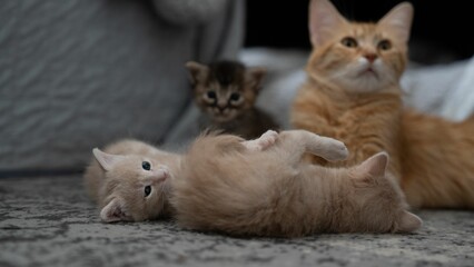 Orange domestic cat lying on the gray sofa with two light beige kittens playing together