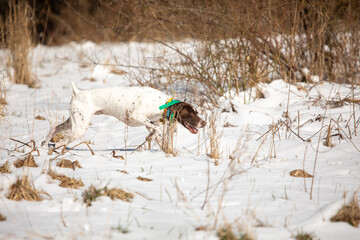 German shorthaired pointer working in a snow covered field 