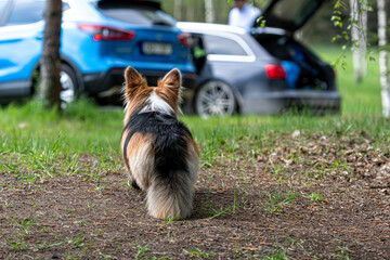 Welsh Corgi dog on the ground next to the car. Selective focus