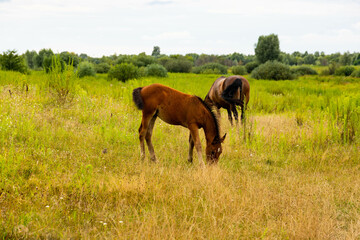 A young bay foal will sit in the field.