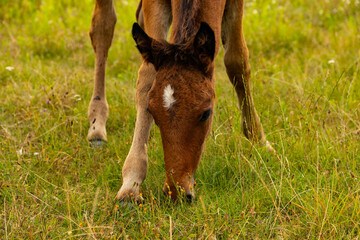 A young bay foal will sit in the field.