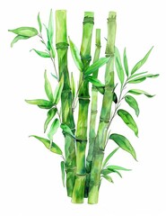 Watercolor sketch of bamboo on a white background.