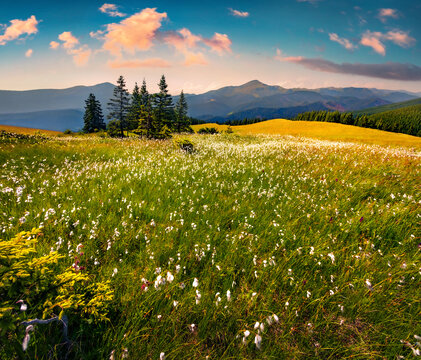 Colorful summer sunrise in Carpathians. Splendid morning scene in the mountains with a field of blooming feather grass flowers. Beauty of nature concept background..