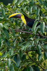 Wild Yellow-throated Toucan , Chestnut-mandibled (Ramphastos ambiguus swainsonii) Costa Rica, Central America - stock photo