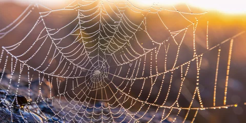 Fotobehang Morning Dew on Spider Web, Natures Trap Pattern, Macro Closeup of Autumn Insect Net © Jannat