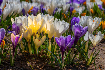 Fototapeta premium Crocus flowers on a spring day