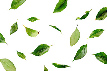 Green leaves in various shapes and sizes, isolated