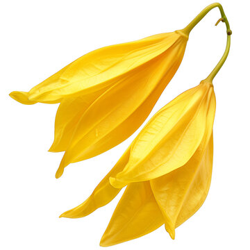 Scented ylang-ylang petal flower, transparent background. Representing botanical, fragrance and cosmetic essential perfect for spa, fitness and strength product.