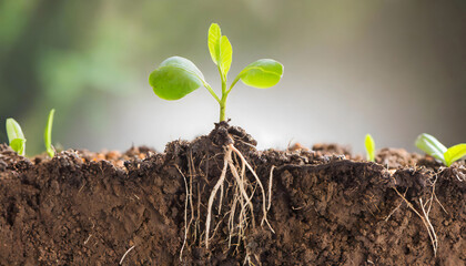 土を断面に切り生えたばかりの新芽の根が見える - obrazy, fototapety, plakaty