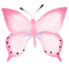 butterfly isolated on white