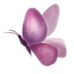 pink orchid isolated on white background