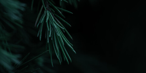 Up-Close Pine Needles