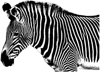 Fototapeta na wymiar zebra sketch, isolated 