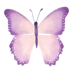 butterfly on white background