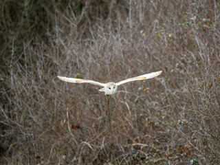 Barn Owl in Flight