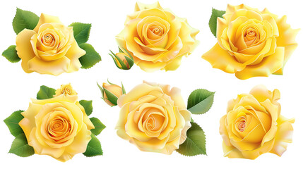 Beautiful Yellow Roses in Full Bloom isolated on Transparent Background - Stunning Floral Decoration for Weddings, Gardens, and Romantic Settings.