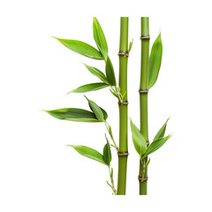 Fototapeta na wymiar Two bamboo plants with green leaves and brown stems. The image has a calm and peaceful mood