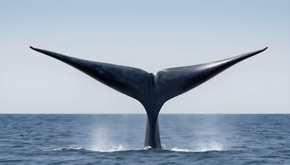 A Blue Whale With Its Tail Fin Above The Water Re - obrazy, fototapety, plakaty