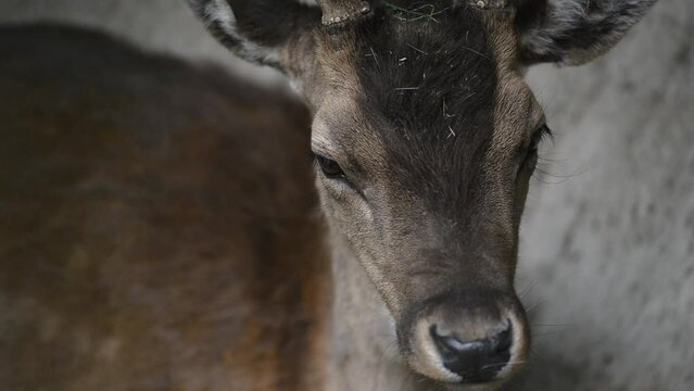Head of wild deer close -up.