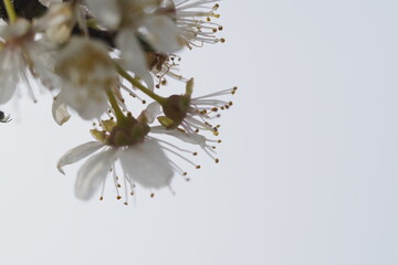 lateral flores blancas