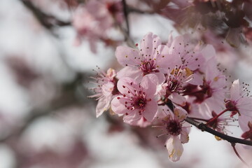 flores rosas