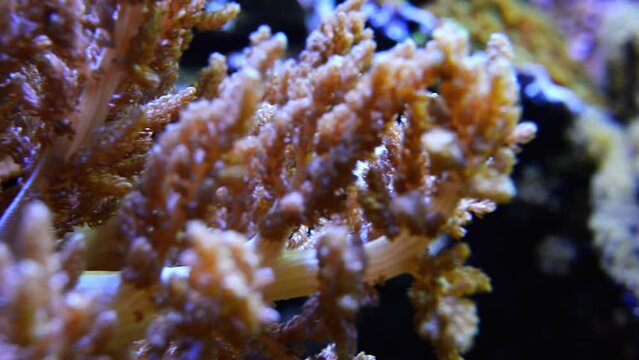 Sea anemones predatory of order Actiniaria