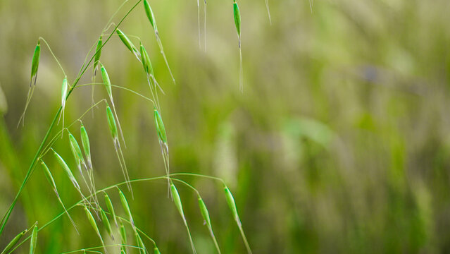 Wild oats like weeds growing in a field (Avena fatua, Avena ludoviciana). Common wild oat, Avena fatua, growing in punjab Pakistan