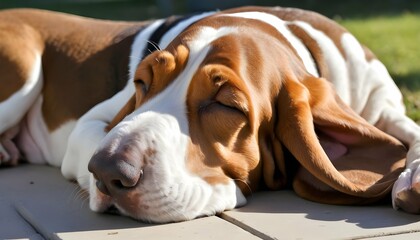 A Sleepy Basset Hound Napping In The Sun - obrazy, fototapety, plakaty