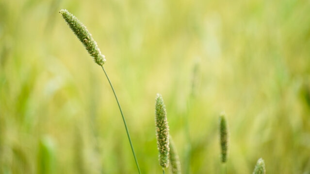 Timothy grass culm with morning dew drops. inflorescence of timothy grass in detail isolated.