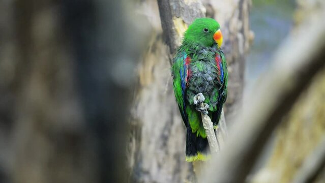 eclectus parrot (Eclectus roratus)