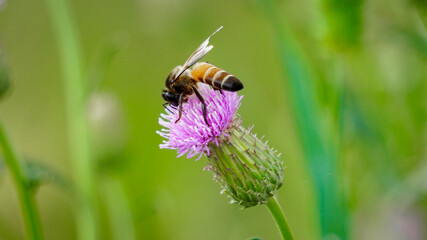 honey bee collecting nectar from  texas purple thidtle flower. Bee collecting flowerpollen. bees collects pollen from flowers.