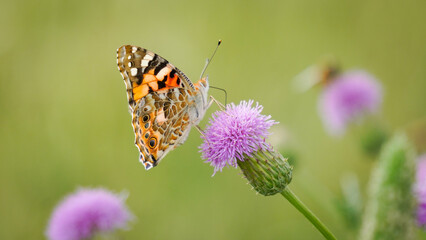 Beautiful monarch butterfly on summer texas purple thidtle flowers on green abstract background. Butterfly looking for nectar on a pretty Texas Purple Thistle flower on a sunny spring day.